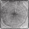 RAK Assiette plate carré gris porcelaine vitrifiée 30,5x30,5 cm Woodart Sale