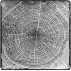 RAK Assiette plate carré gris porcelaine vitrifiée 30,5x30,5 cm Woodart Sale